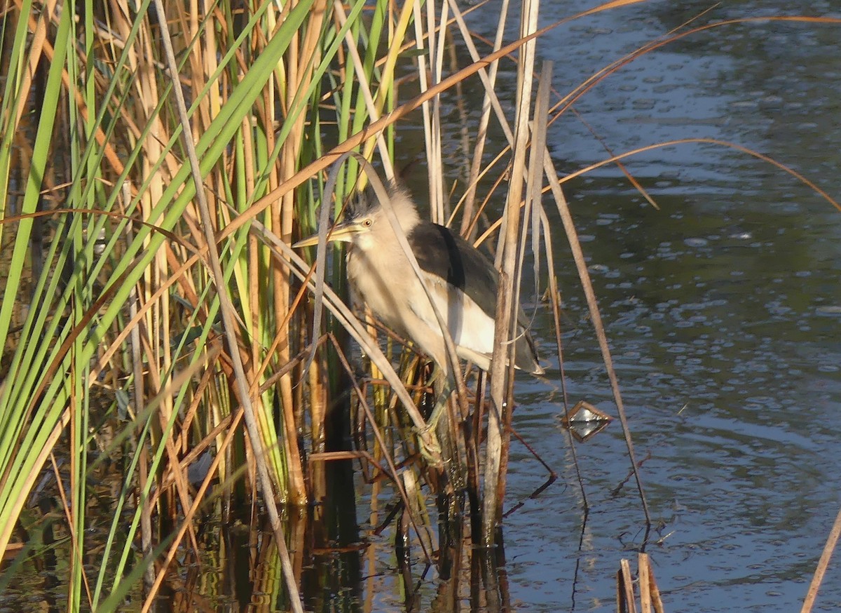 Amiltxori txiki eurasiarra - ML644778099