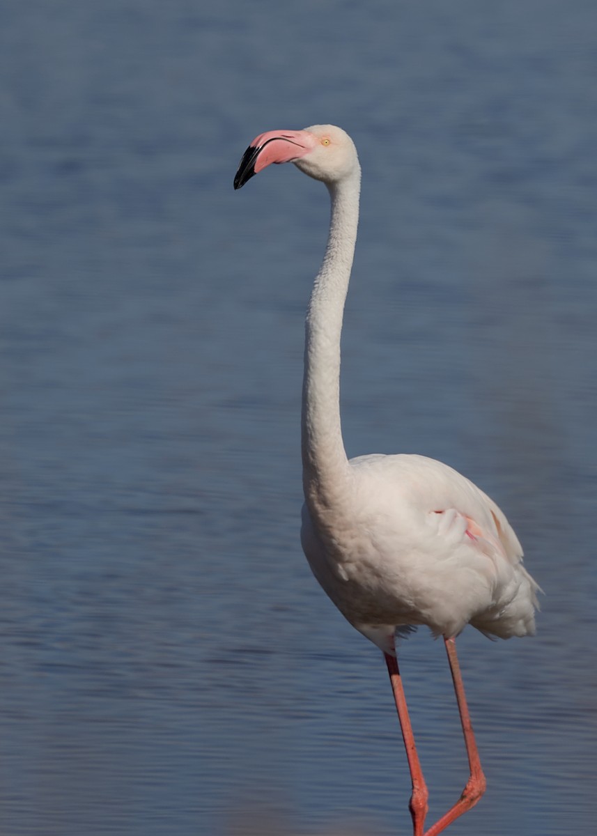 Flamenko handia - ML644778100