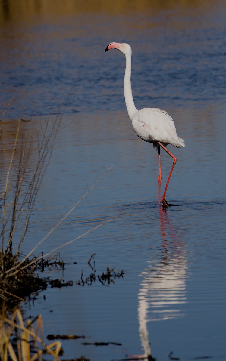 Flamenko handia - ML644778101