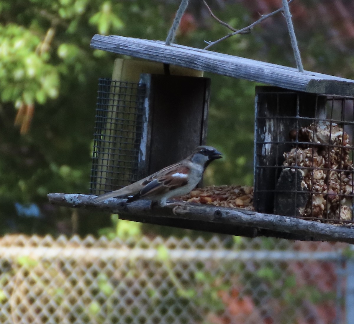 gråspurv - ML644778109