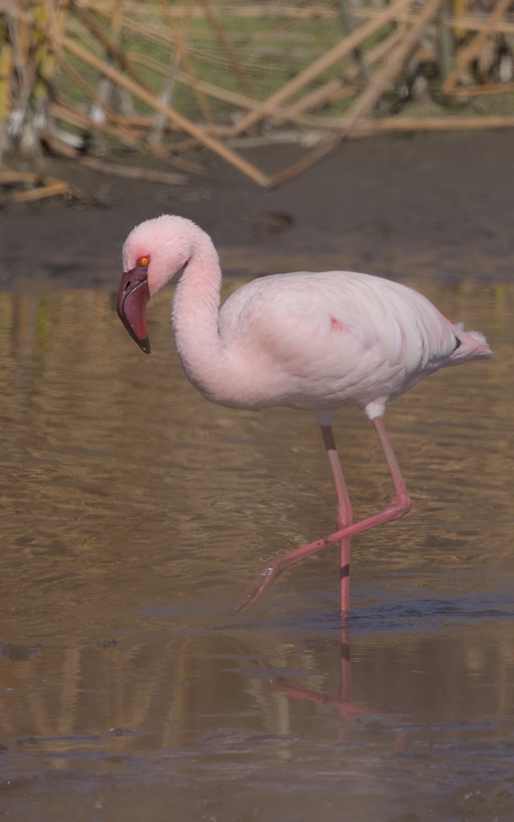 Flamenko txikia - ML644778110