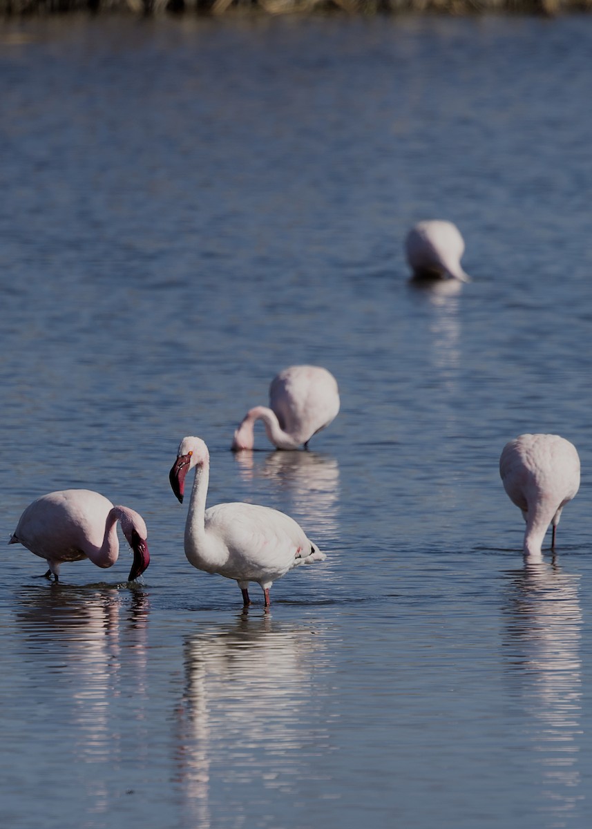 Flamenko txikia - ML644778112