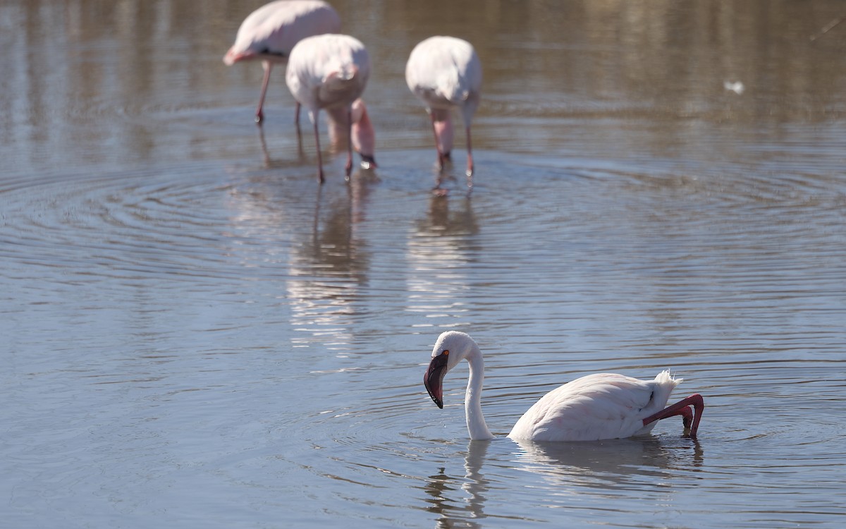 Flamenko txikia - ML644778113