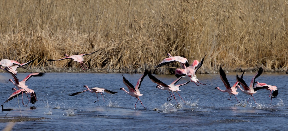 Flamenko txikia - ML644778114