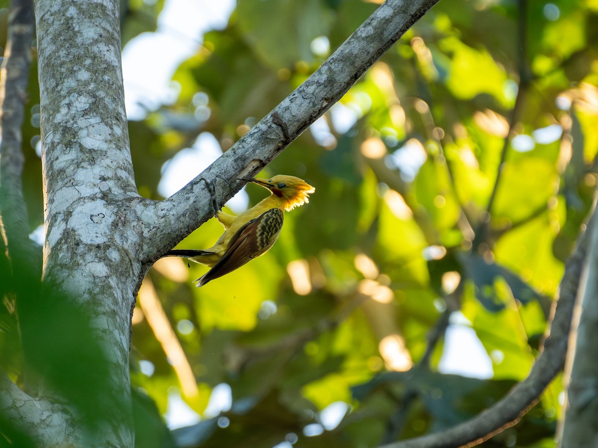 Cream-colored Woodpecker - ML644778126