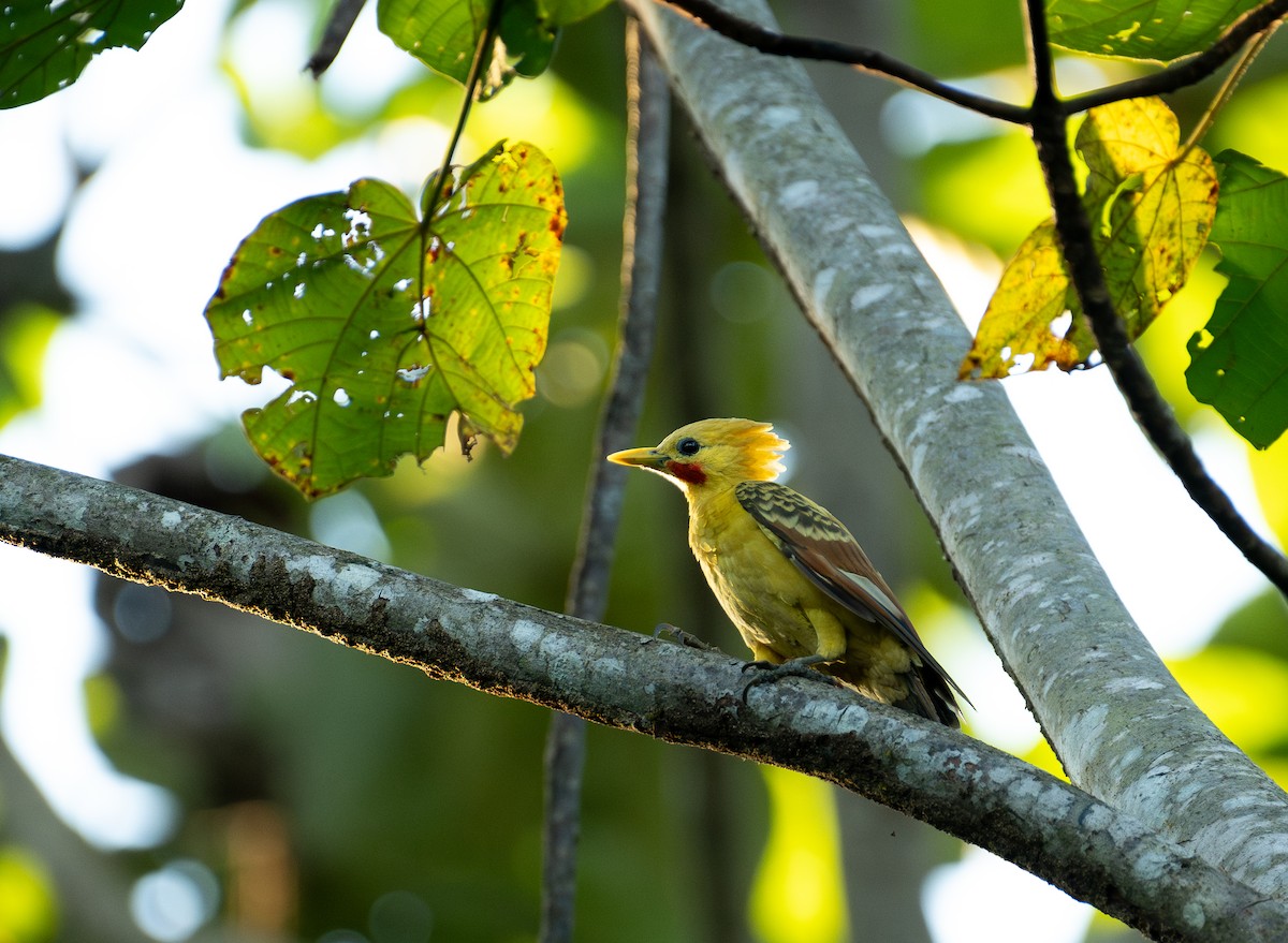 Cream-colored Woodpecker - ML644778129