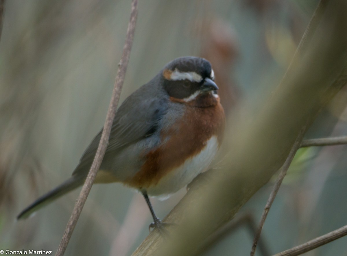 Black-and-chestnut Warbling Finch - ML644778131