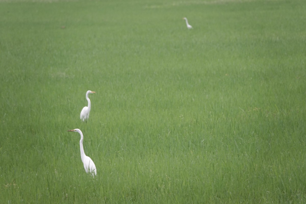 Grande Aigrette - ML644778143