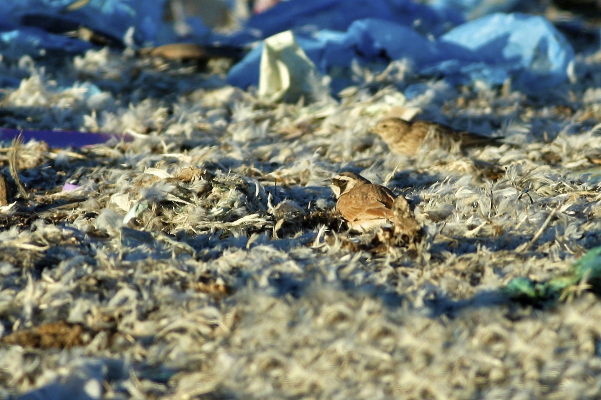 Temminck's Lark - ML644778150