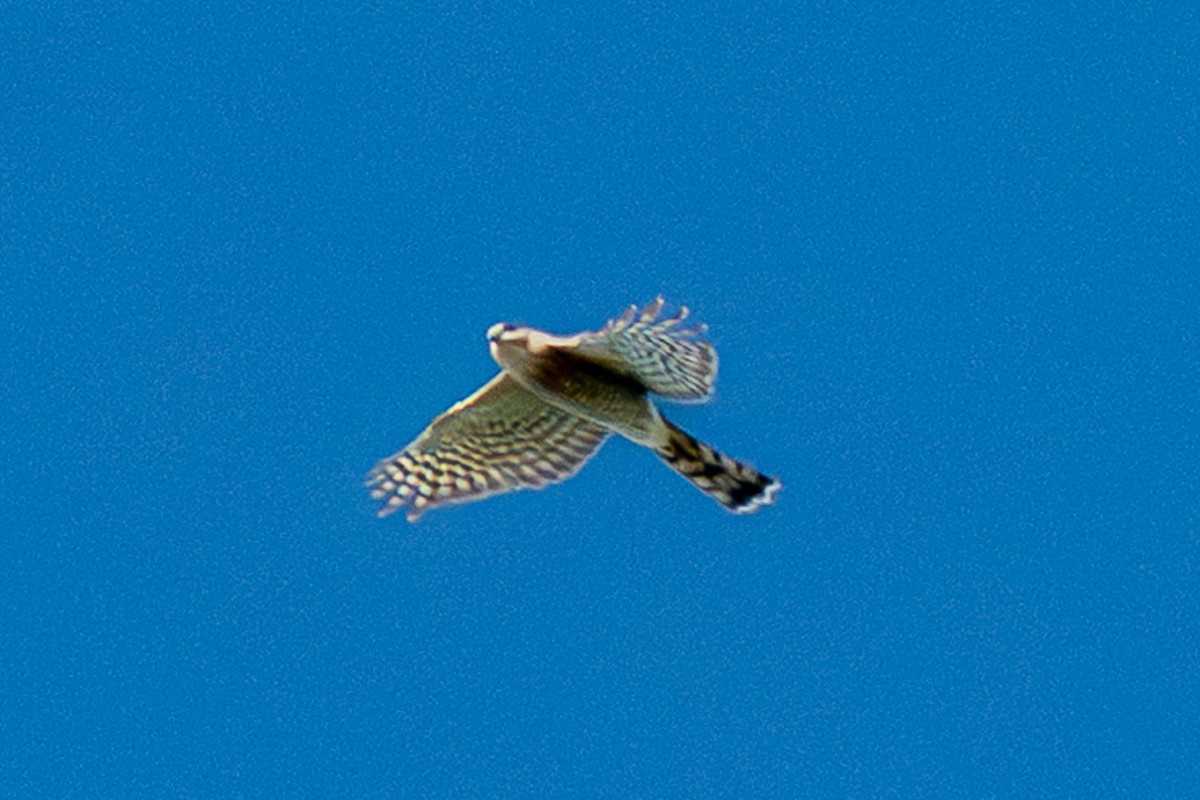 Sharp-shinned Hawk - ML644778159
