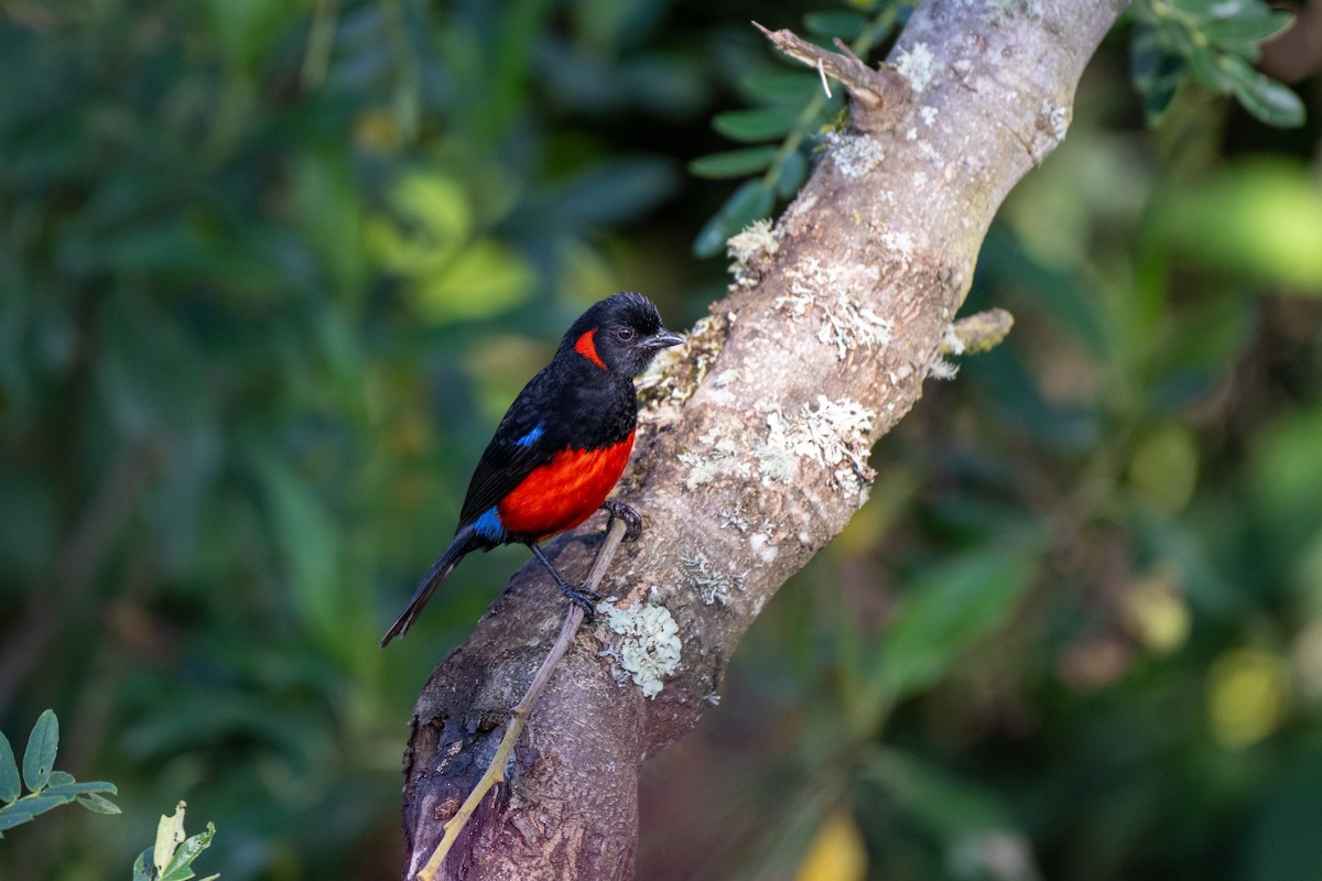 rødbuktanagar - ML644778162