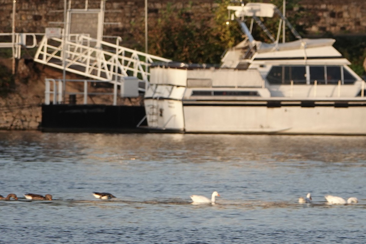 Domestic goose sp. (Domestic type) - ML644778167