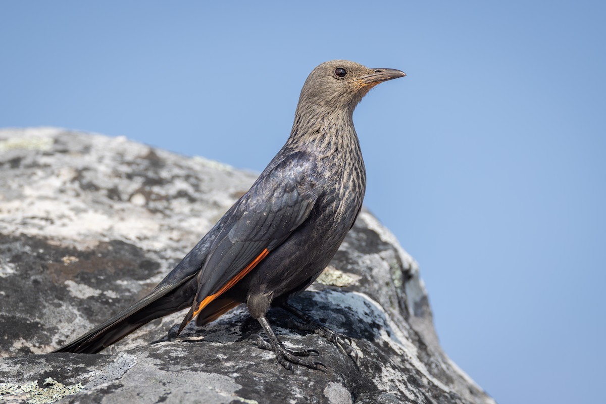 Red-winged Starling - ML644778169