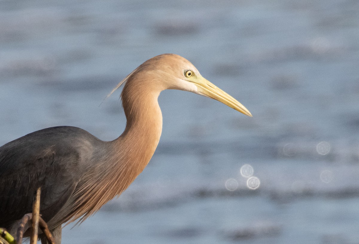 Pied Heron - ML644778171