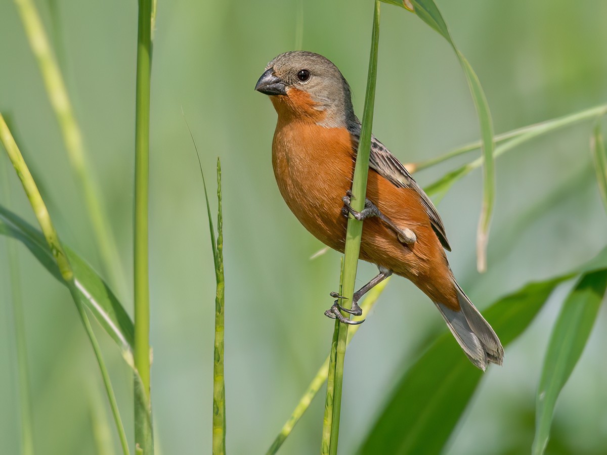 Ruddy-breasted Seedeater - Sporophila minuta - Birds of the World