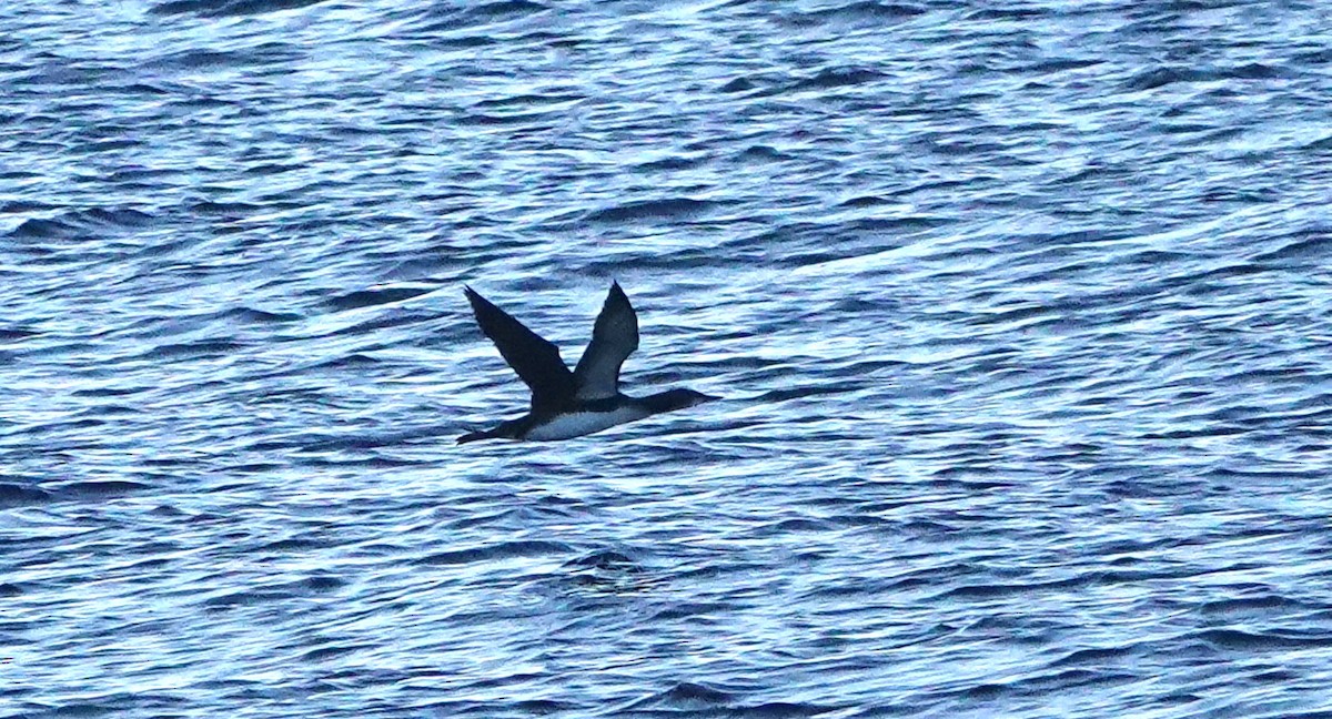 Pacific Loon - ML644778178