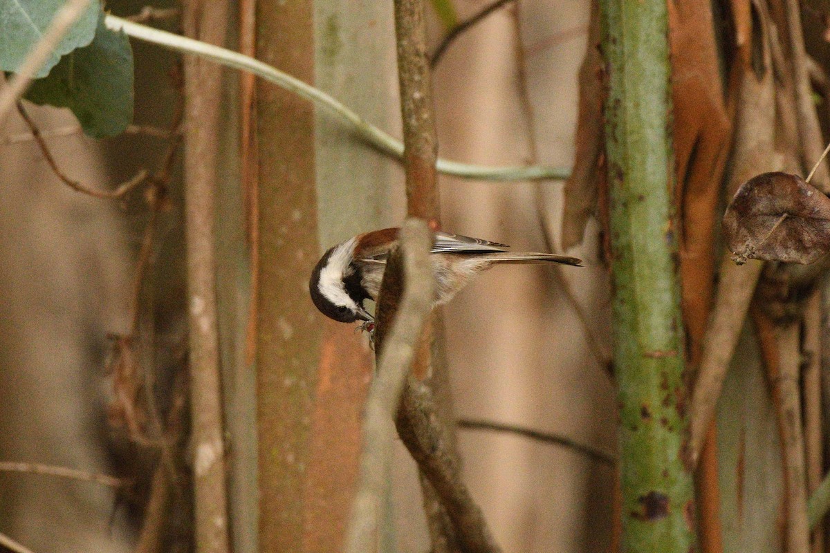 Chestnut-backed Chickadee - ML644778179
