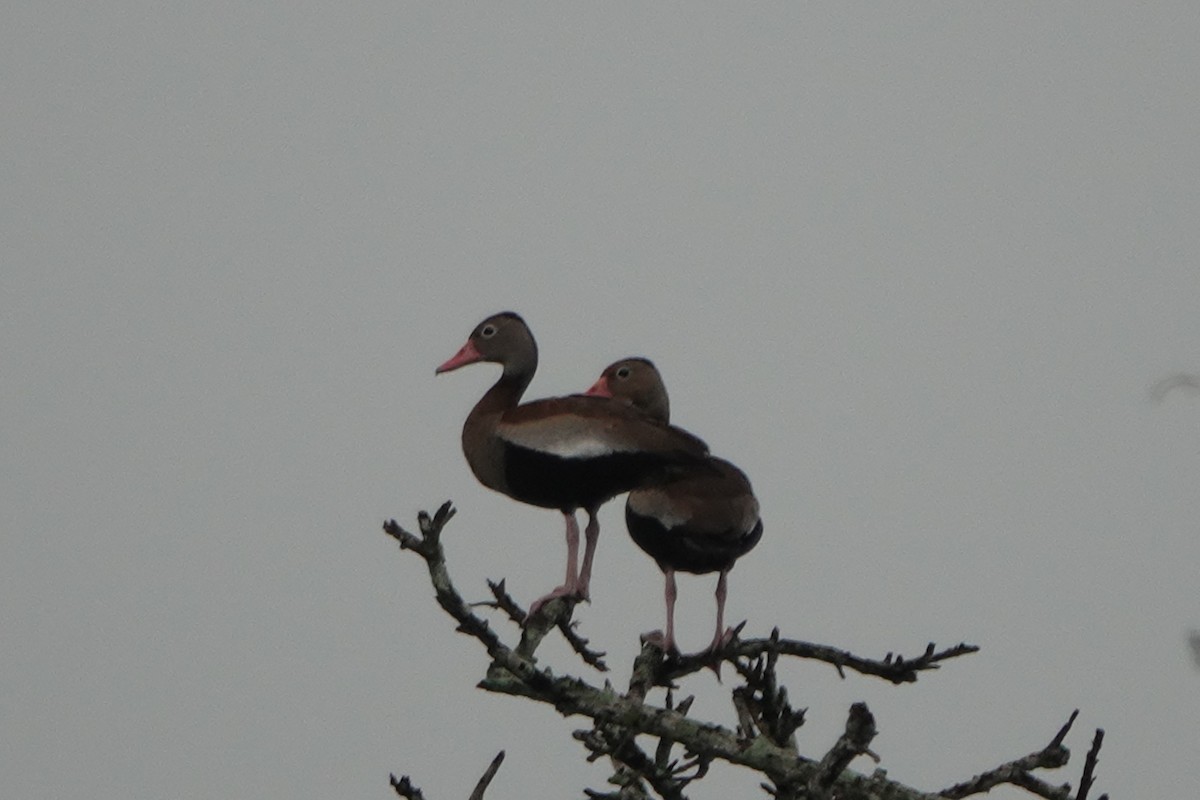 Dendrocygne à ventre noir - ML644778183