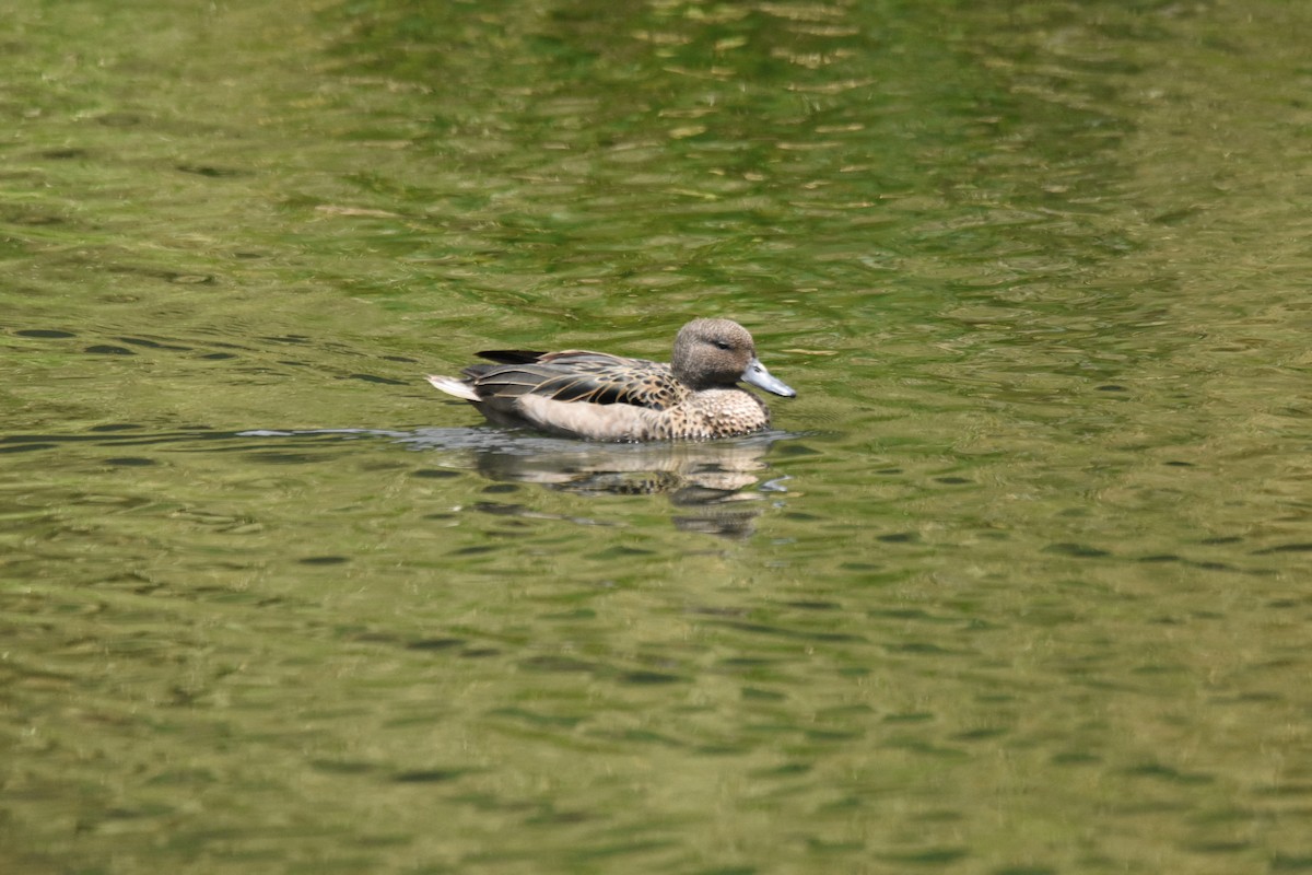 Sarcelle des Andes - ML644778194