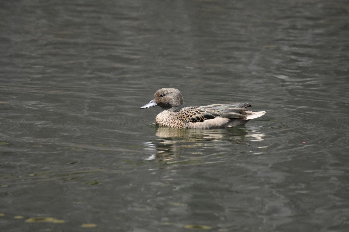 Sarcelle des Andes - ML644778197