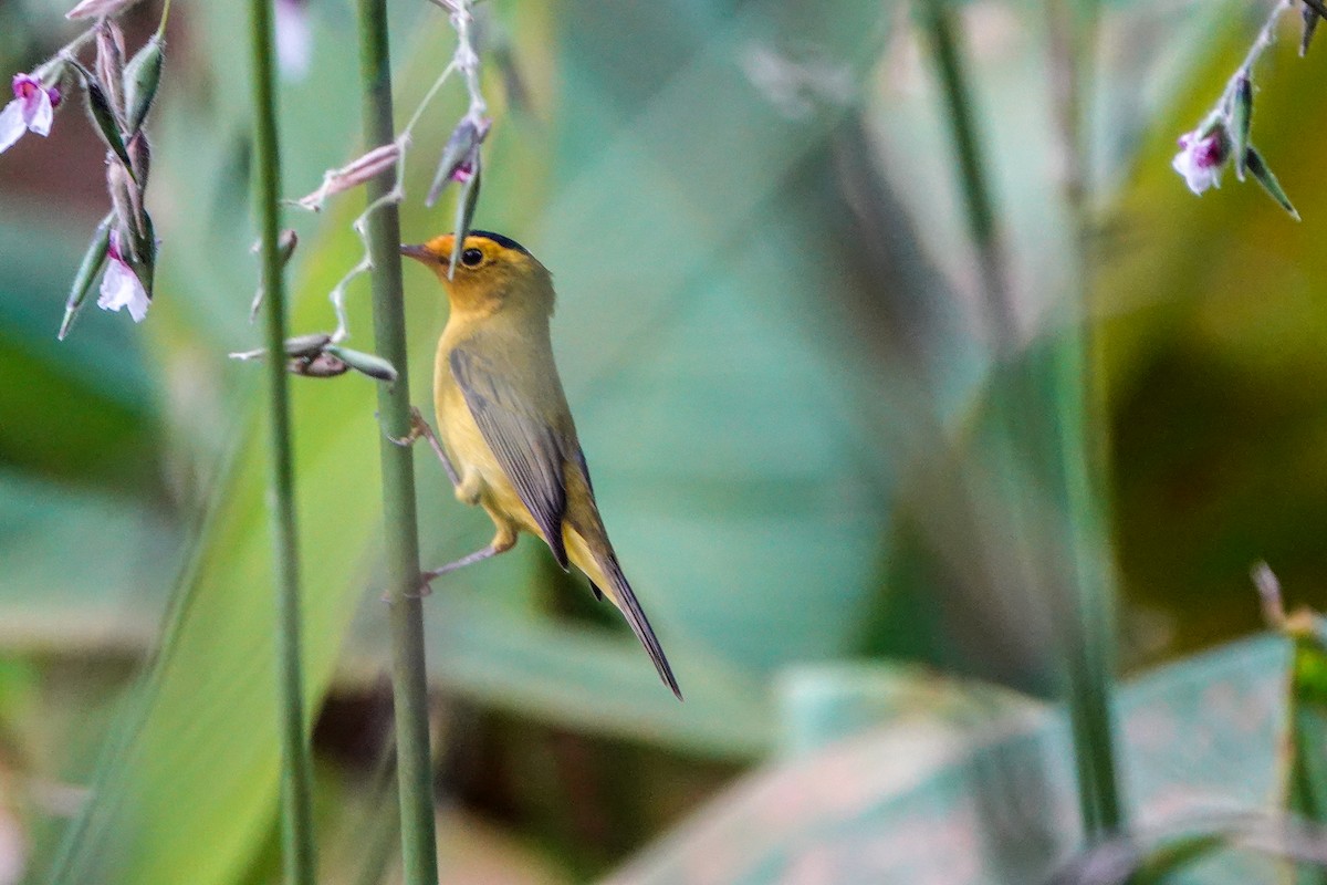 Wilson's Warbler - ML644778200