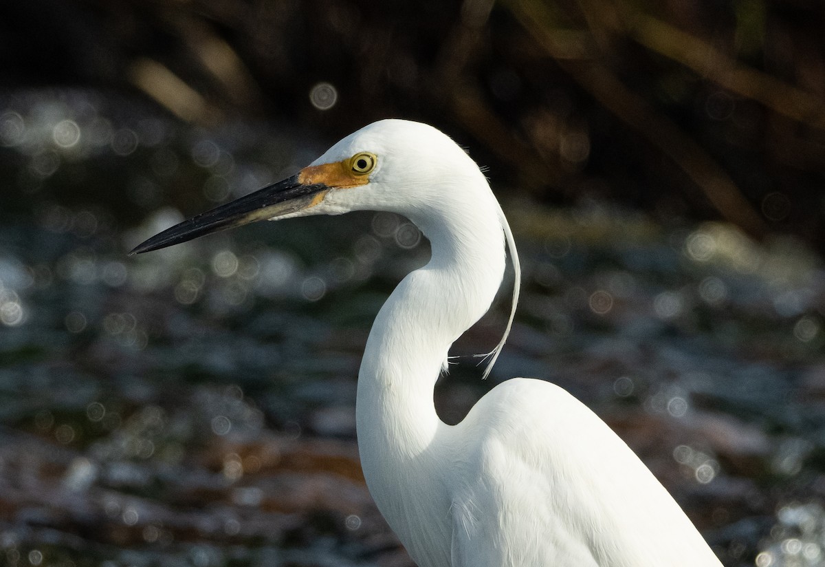 Koartzatxo txikia - ML644778206