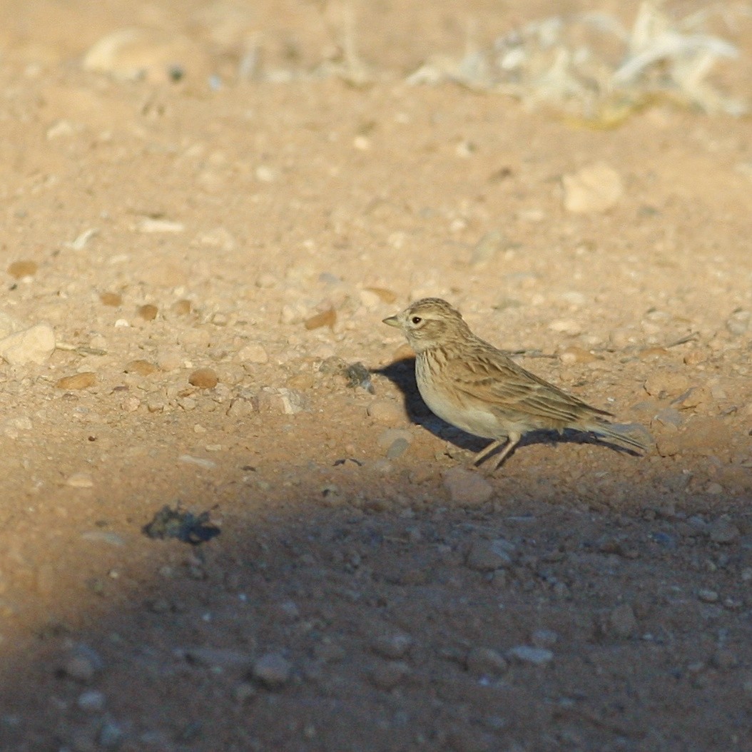 Mediterranean Short-toed Lark - ML644778214
