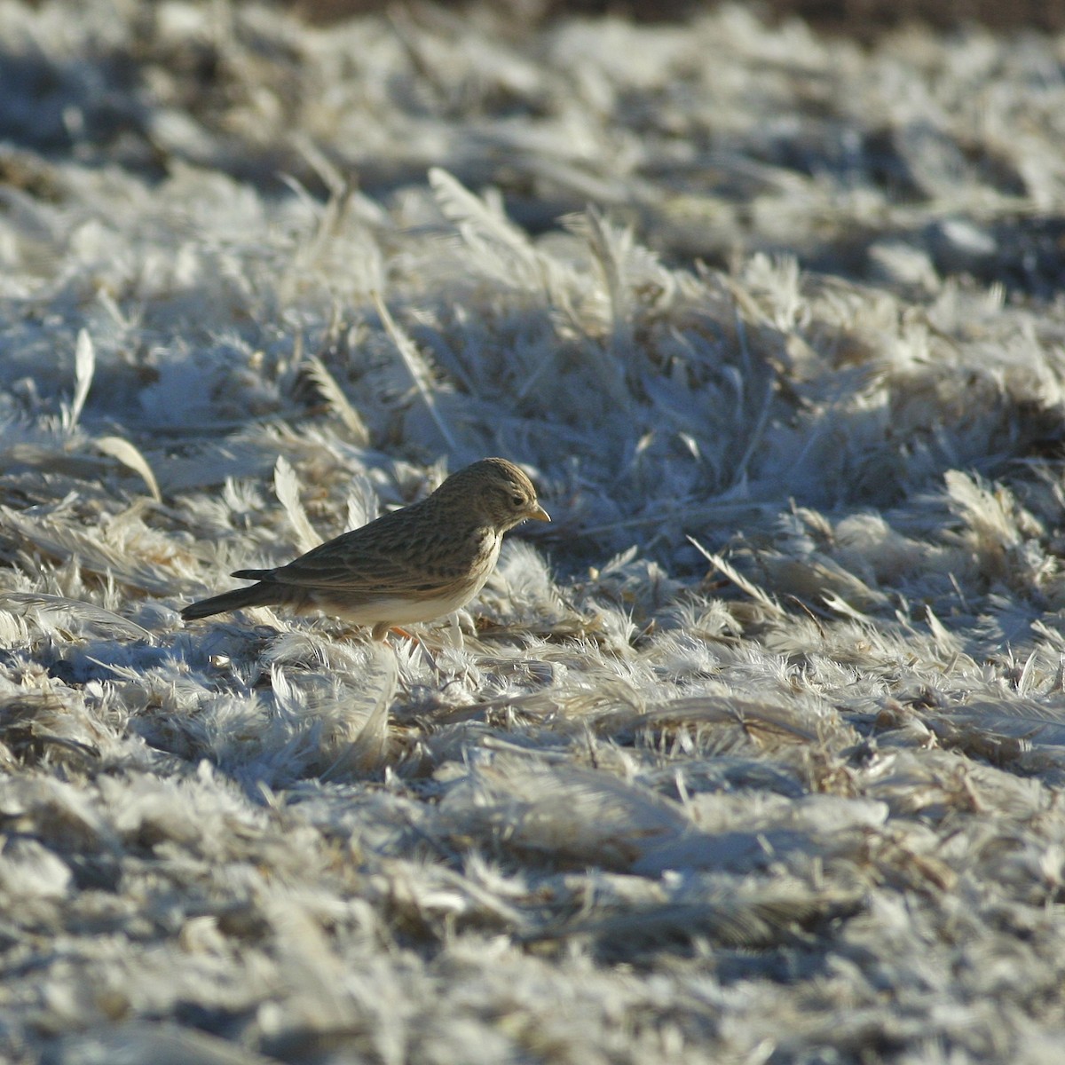 Mediterranean Short-toed Lark - ML644778215