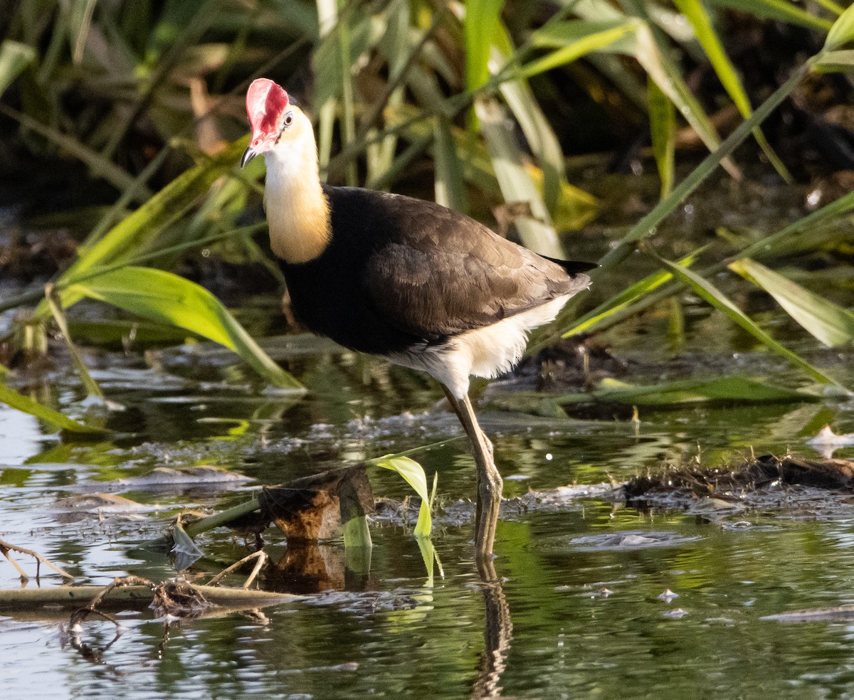 Jakana gandorduna - ML644778217