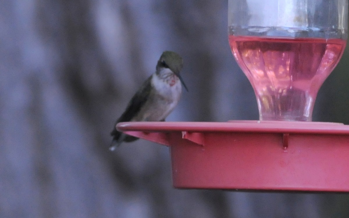 Ruby-throated Hummingbird - ML644778218