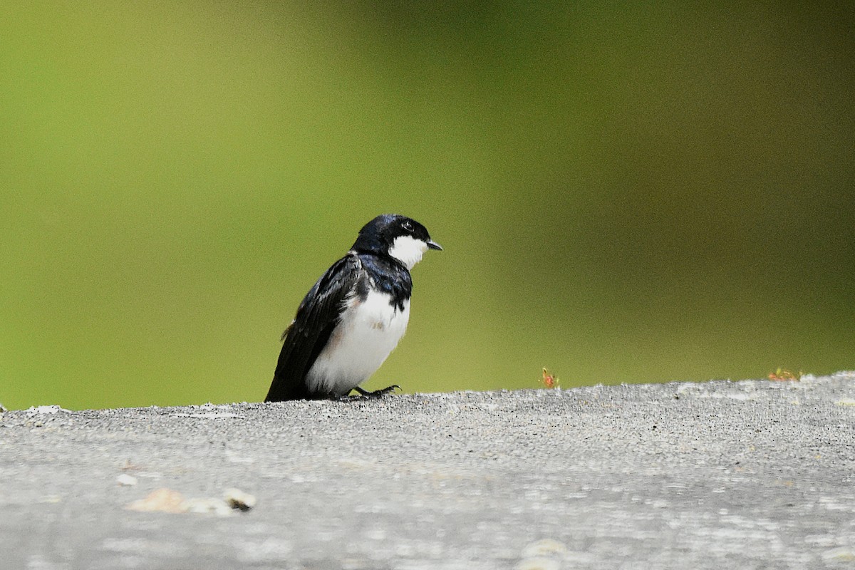 Black-collared Swallow - ML644778219