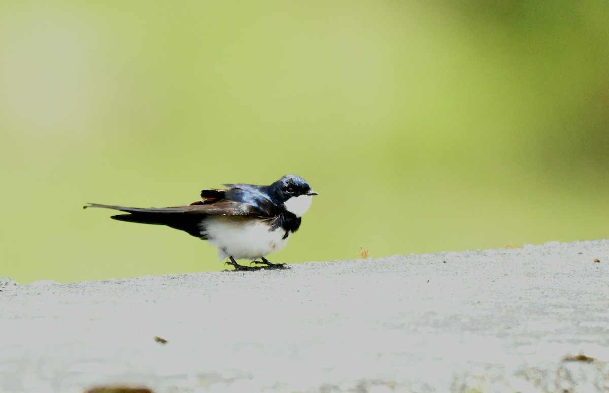 Black-collared Swallow - ML644778220