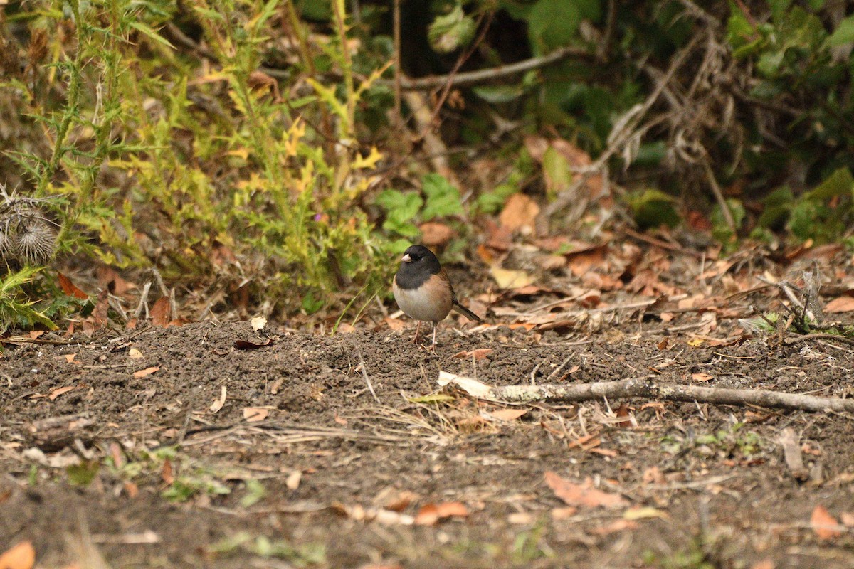 Dark-eyed Junco (Oregon) - ML644778223