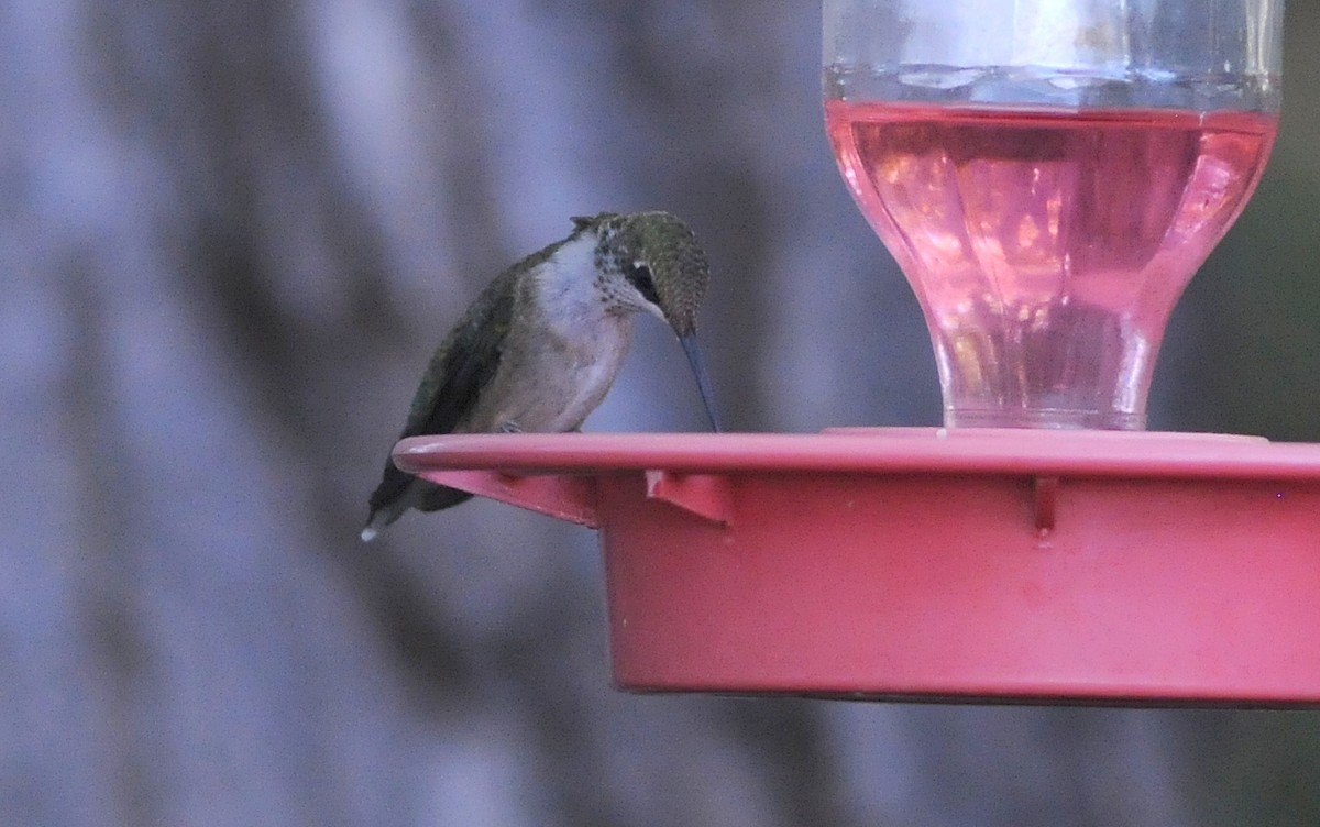 Ruby-throated Hummingbird - ML644778224