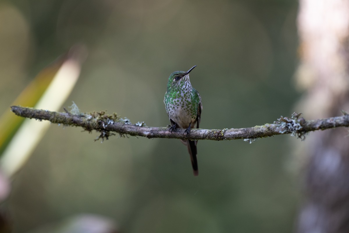 grønnslepkolibri - ML644778225