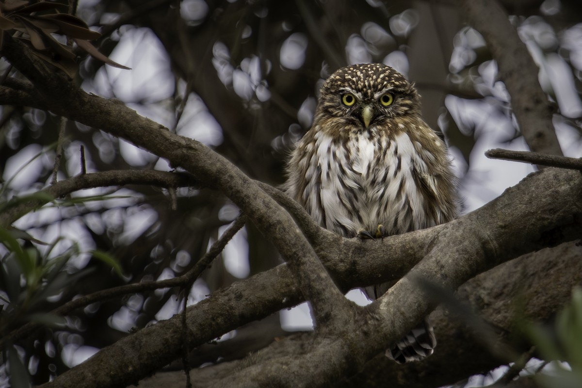 kulíšek peruánský - ML644778239