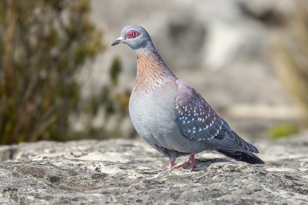 Speckled Pigeon - ML644778248