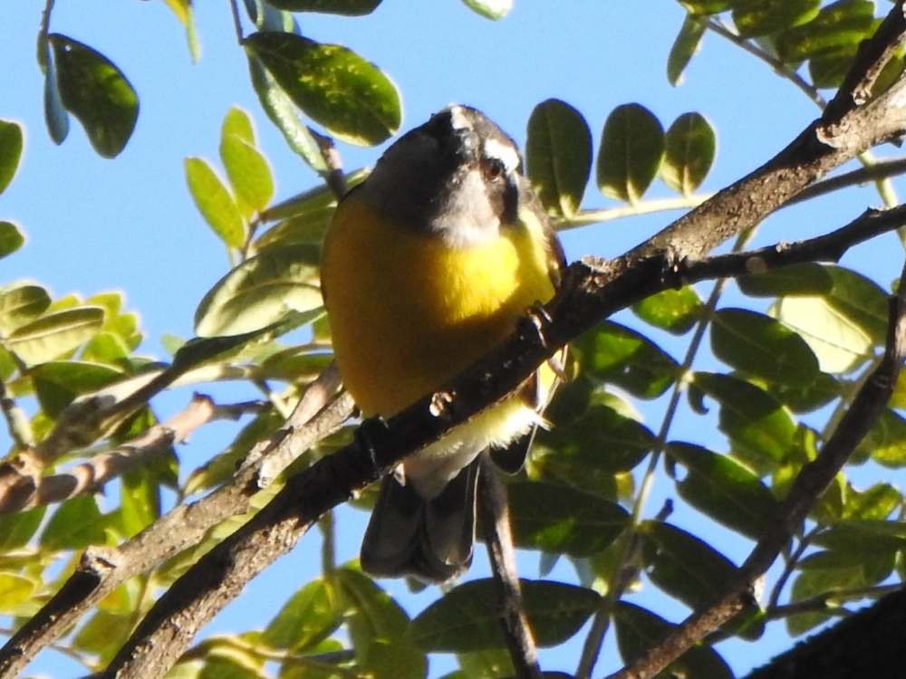 Bananaquit - ML644778261