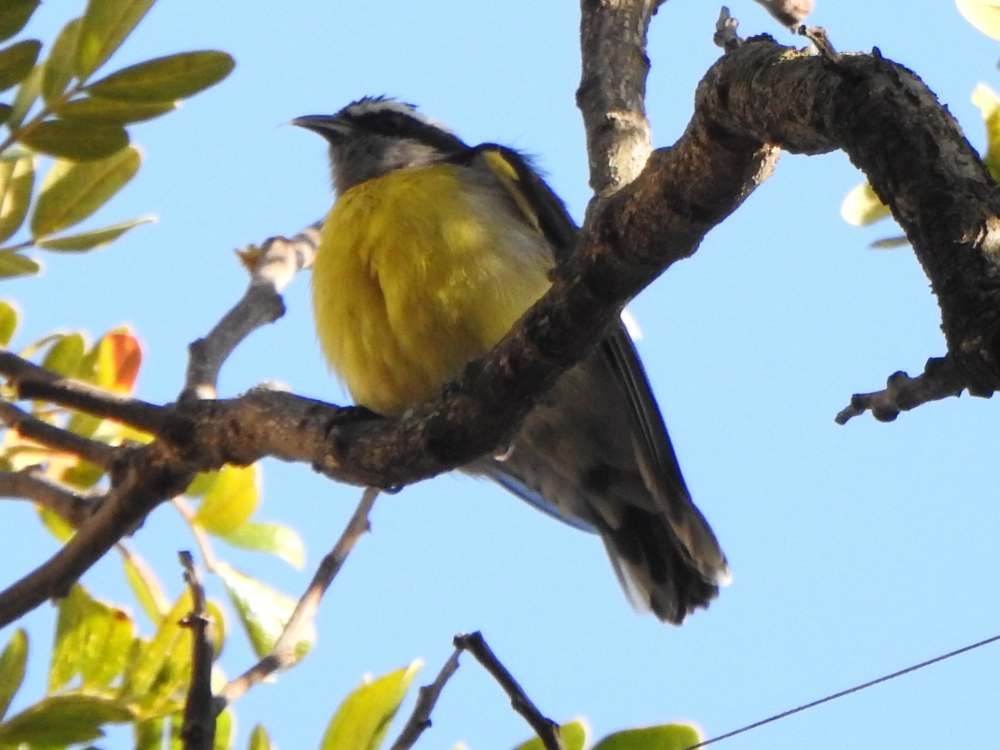 Bananaquit - ML644778267