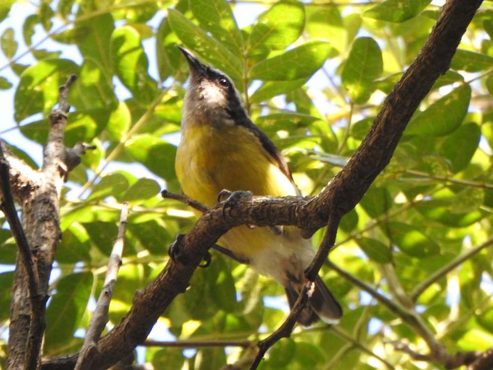 Bananaquit - ML644778268