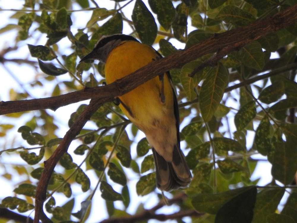 Bananaquit - ML644778271