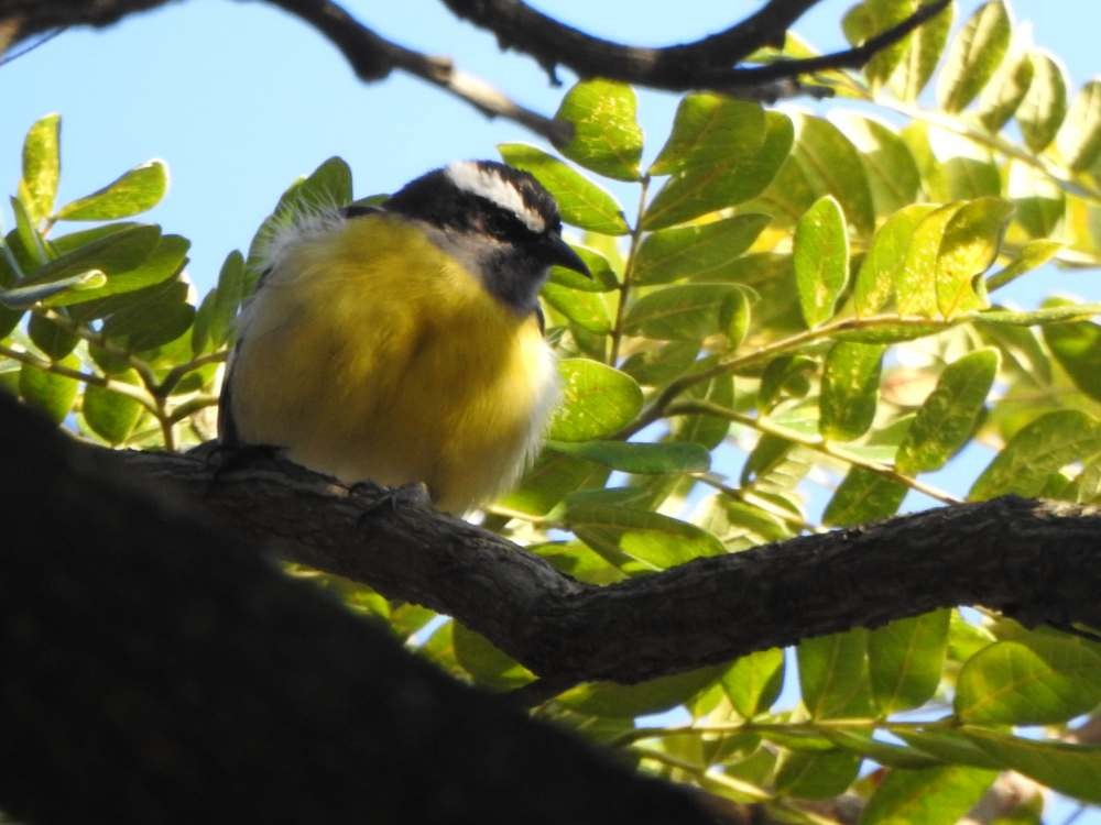 Bananaquit - ML644778272