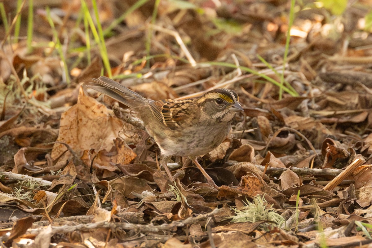 White-throated Sparrow - ML644778276