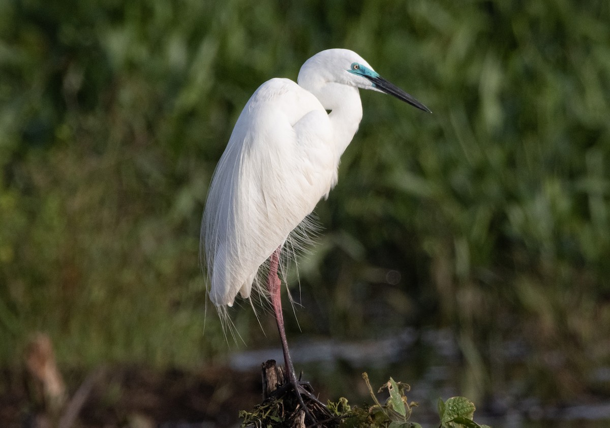 Koartza zuria - ML644778278