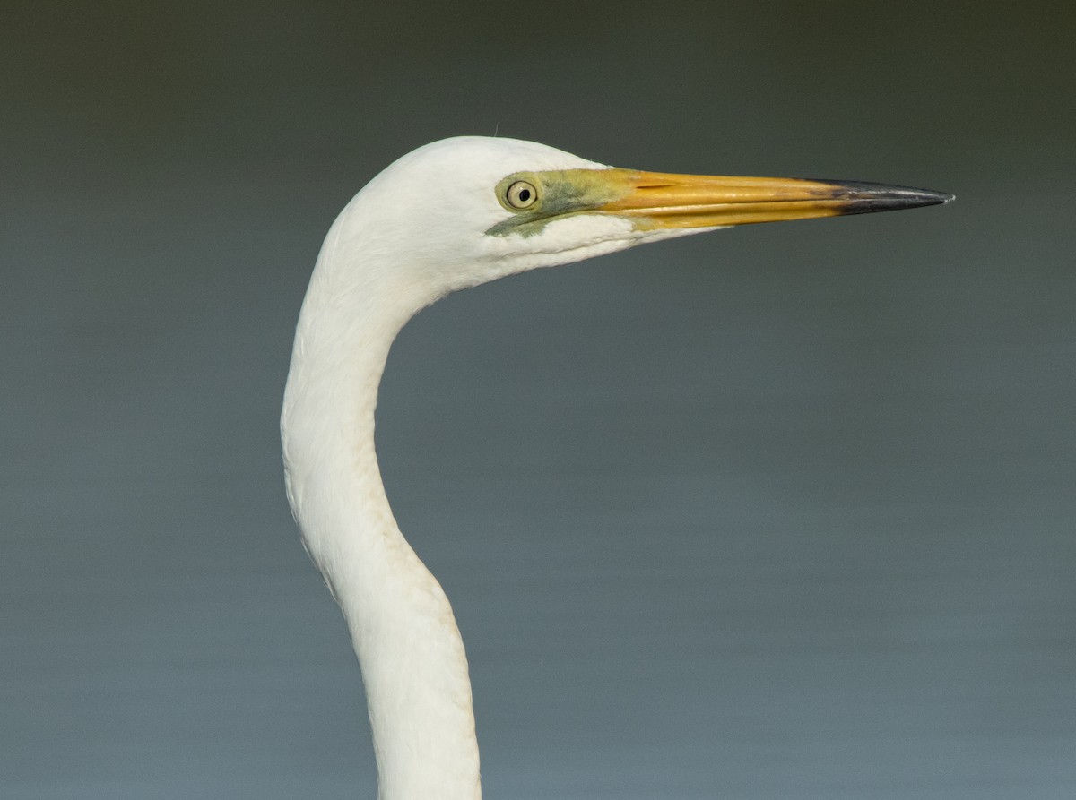 Little Pied Cormorant - ML644778279