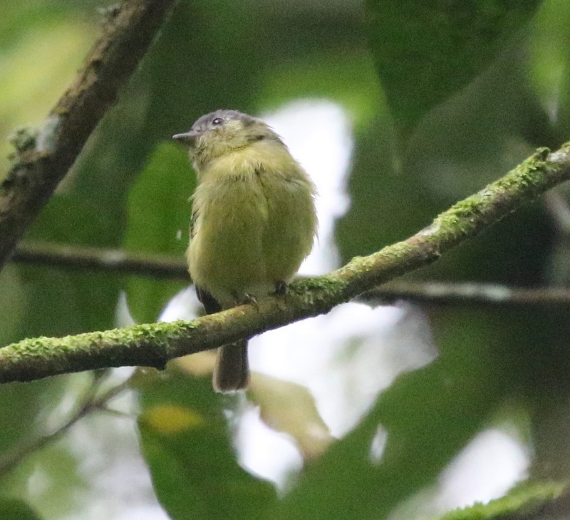 Ashy-headed Tyrannulet - ML644778284