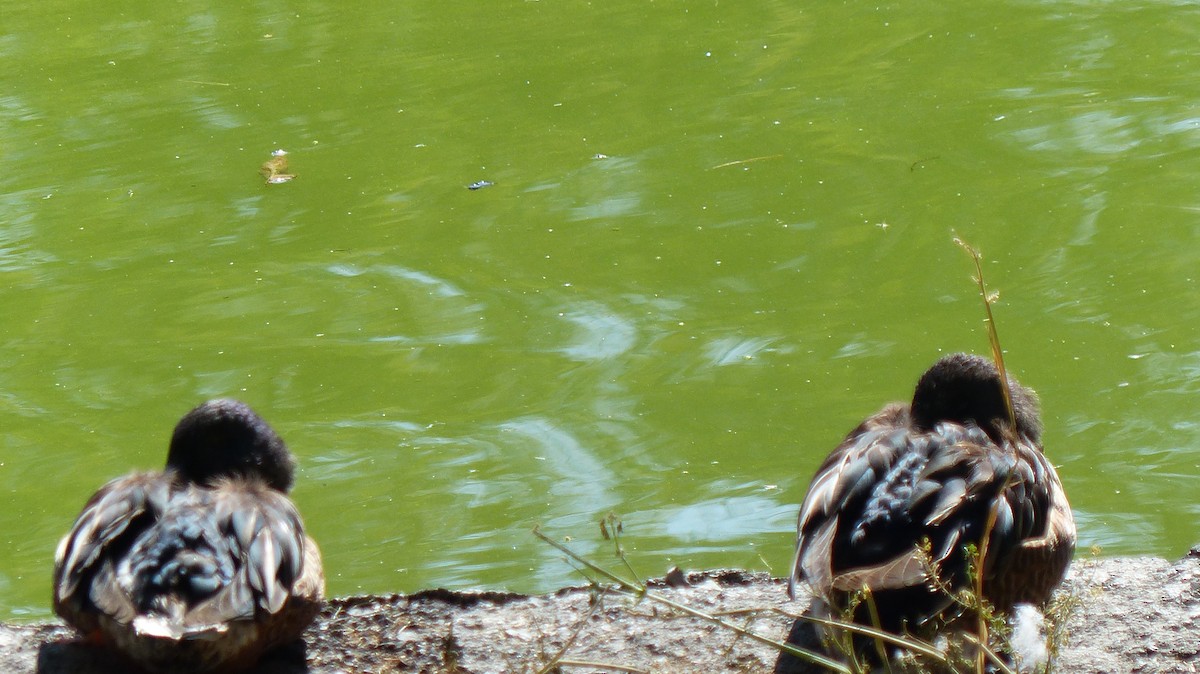 skjeand - ML644778285