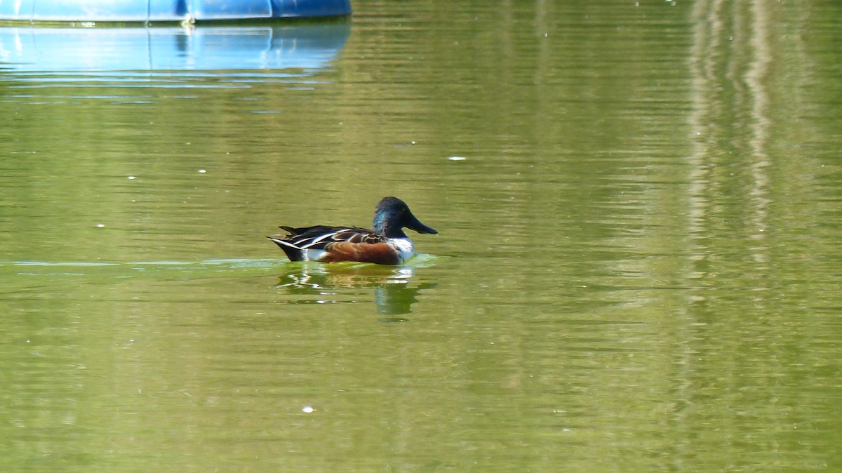 skjeand - ML644778286