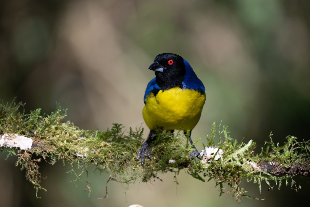 blåryggfjelltanagar - ML644778293