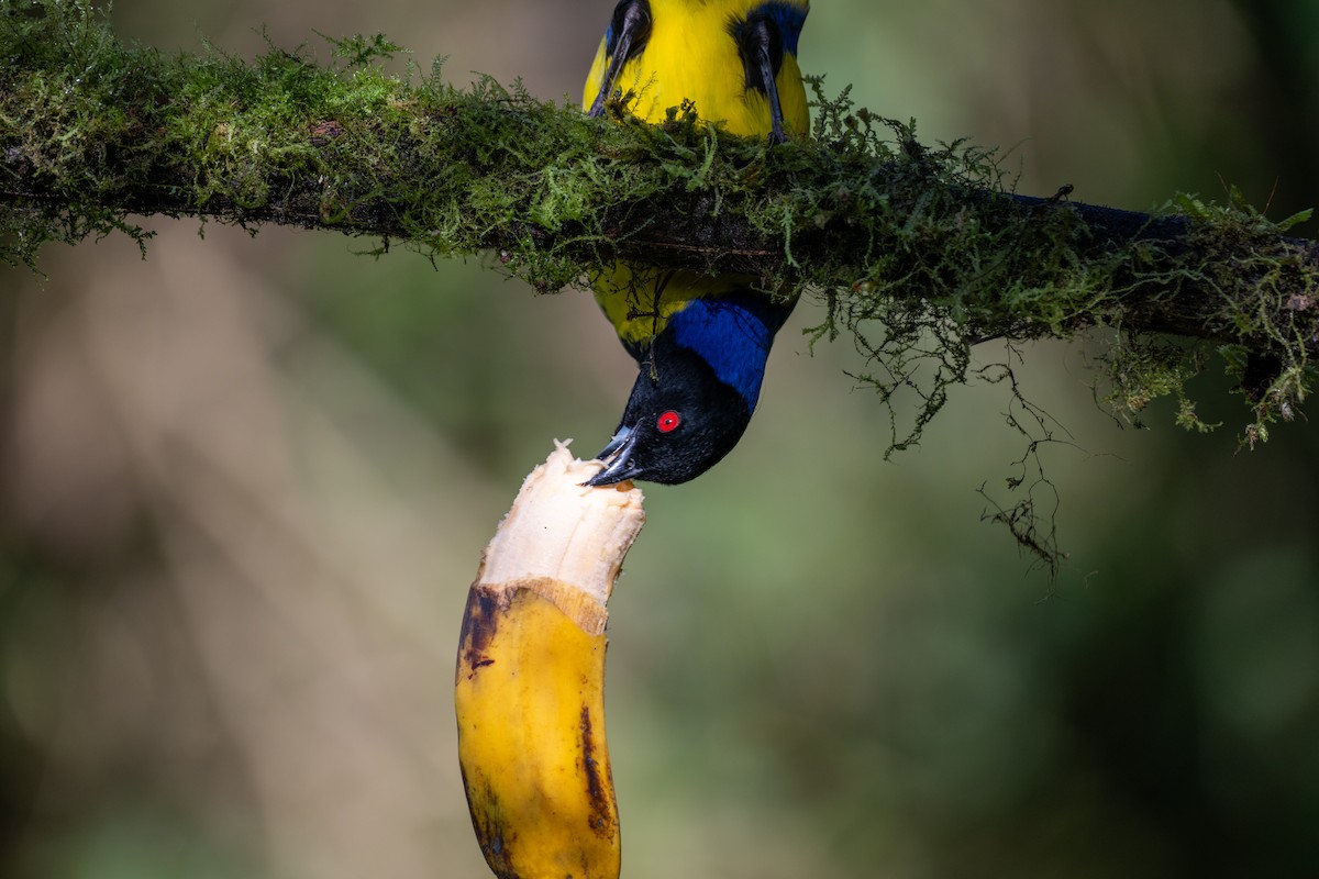 blåryggfjelltanagar - ML644778294